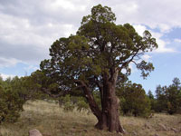 Juniperus deppeana