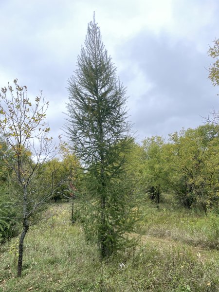 Larix decidua