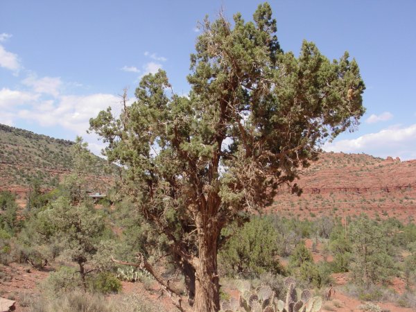 Juniperus arizonica