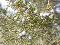 Juniperus osteosperma
