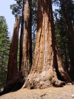 Sequoiadendron giganteum