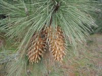 Pinus coulteri