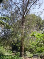 Juniperus bermudiana