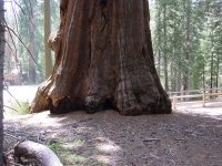 Sequoiadendron giganteum