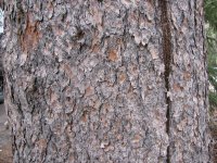 Picea engelmannii