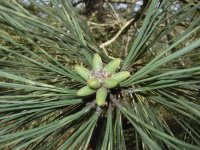 Pinus torreyana