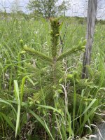 Picea engelmannii