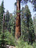 Sequoiadendron giganteum