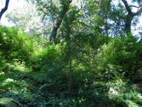 Sequoia sempervirens
