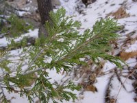 Calocedrus decurrens