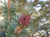 Pinus longaeva