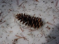 Pinus monticola