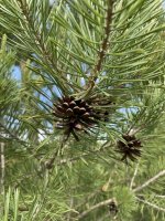 Pinus sylvestris