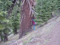 Abies magnifica