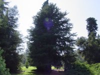 Cedrus brevifolia