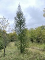Larix decidua