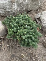 Abies balsamea 'Piccolo'