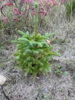 Picea glenhii