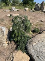 Abies alba 'Green Spiral'