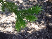 Araucaria angustifolia