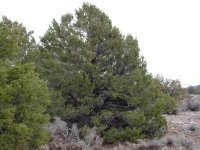 Pinus edulis