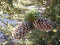 Pinus longaeva