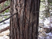Calocedrus decurrens