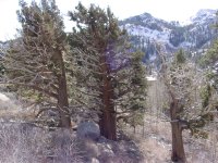Juniperus occidentalis