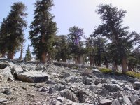Pinus balfouriana