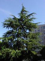 Cedrus deodara