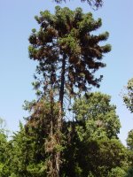 Araucaria angustifolia