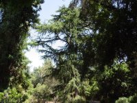 Cedrus deodara