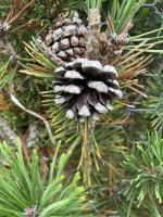 Pinus mugo