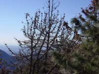 Pinus attenuata