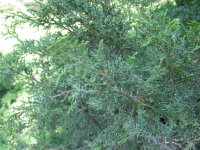 Juniperus chinensis 'Mas'