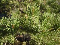 Pinus edulis