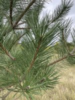 Pinus nigra