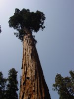 Sequoiadendron giganteum