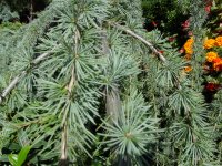 Cedrus deodara