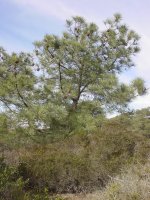 Pinus torreyana