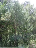 Torreya californica