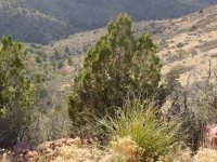 Juniperus deppeana