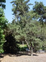 Juniperus chinensis 'Robusta Green'