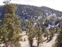 Pinus longaeva