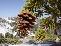 Pinus balfouriana
