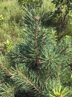 Pinus sylvestris