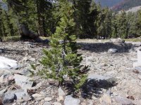 Pinus balfouriana
