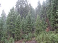 Abies concolor