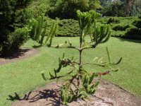 Araucaria muelleri
