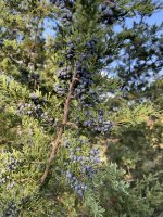 Juniperus virginiana
